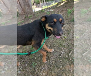 Bailey - Female Mutt Dog for Adoption - Photo #4