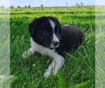 Small #15 Border Collie