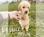 Small #81 Goldendoodle