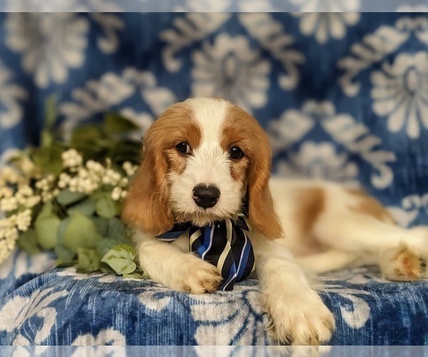 Medium Photo #3 Cavapoo Puppy For Sale in STEVENS, PA, USA