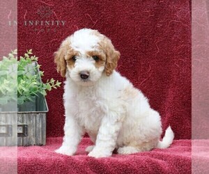 Goldendoodle (Miniature) Puppy for sale in EPHRATA, PA, USA