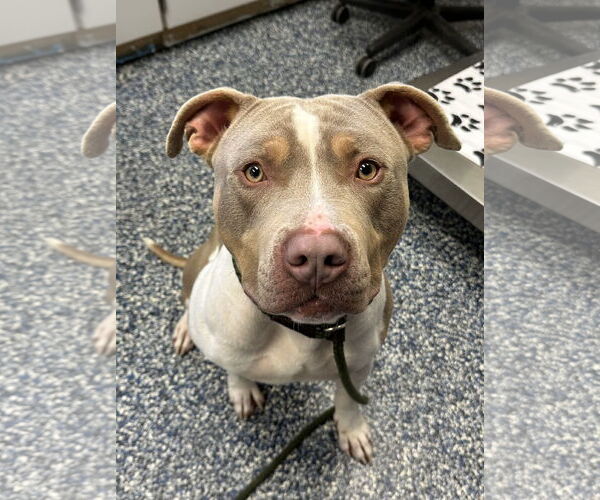 Medium Photo #2 American Pit Bull Terrier Puppy For Sale in Jackson , NJ, USA