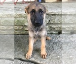 Small Photo #6 German Shepherd Dog Puppy For Sale in LAUREL, IN, USA
