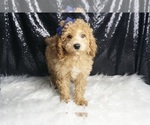 Small #3 Poodle (Toy)