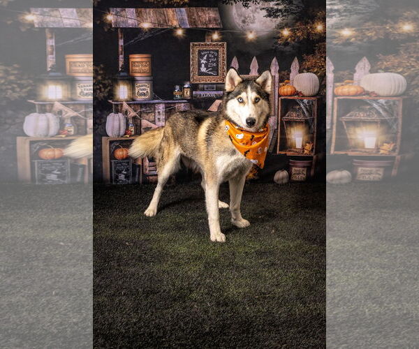 Medium Photo #2 Siberian Husky Puppy For Sale in Carrollton, TX, USA