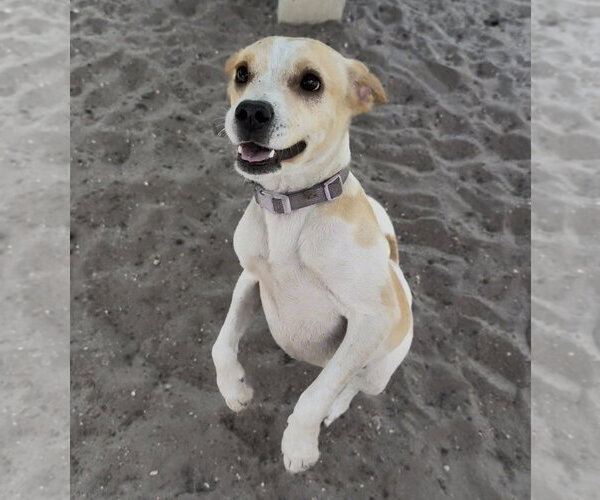 Medium Photo #3 Toy Rat Doxie Puppy For Sale in Sanford, FL, USA