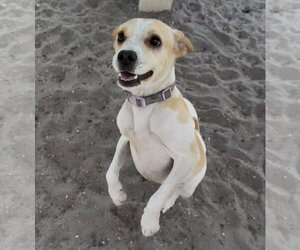 Stretch - Male Toy Rat Doxie Dog for Adoption - Photo #3