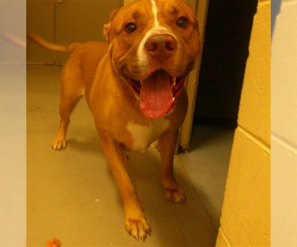 Medium Photo #1 Mutt Puppy For Sale in Sanford, FL, USA