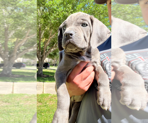 Cane Corso Puppy for sale in ROSENBERG, TX, USA