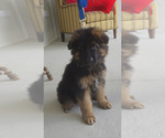 Small German Shepherd Dog