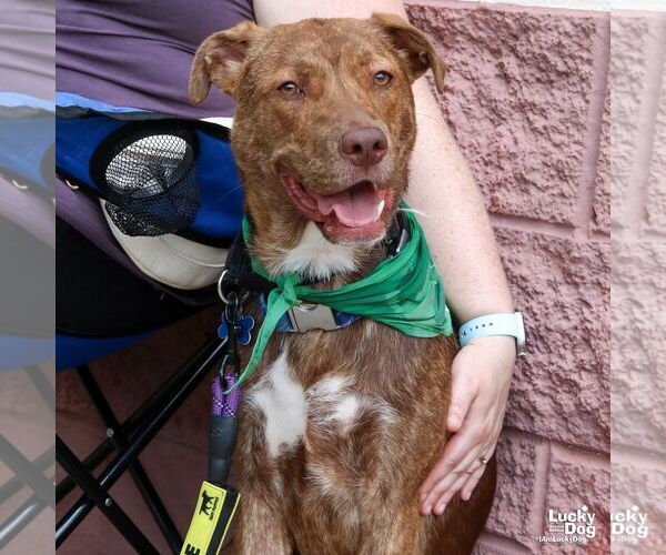 Medium Photo #1 Labrador Retriever-Unknown Mix Puppy For Sale in Washington, DC, USA