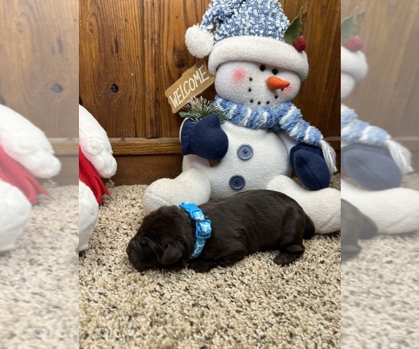 Medium Photo #11 Labrador Retriever Puppy For Sale in NEOLA, WV, USA