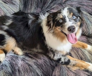 Mother of the Miniature Australian Shepherd puppies born on 06/10/2026