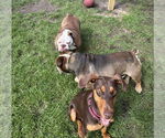Small Doberman Pinscher