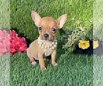 Small #1 Chihuahua
