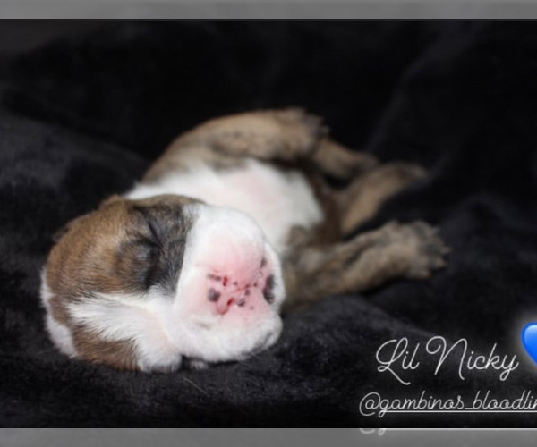 Medium Photo #1 Bulldog Puppy For Sale in SAN JOSE, CA, USA