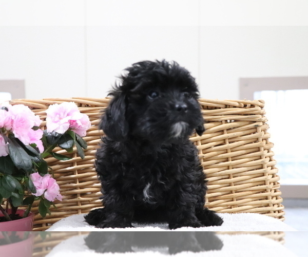 Medium Photo #3 Shih-Poo Puppy For Sale in SHILOH, OH, USA