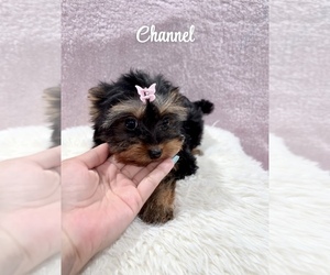 Yorkshire Terrier Puppy for sale in BERWYN, IL, USA
