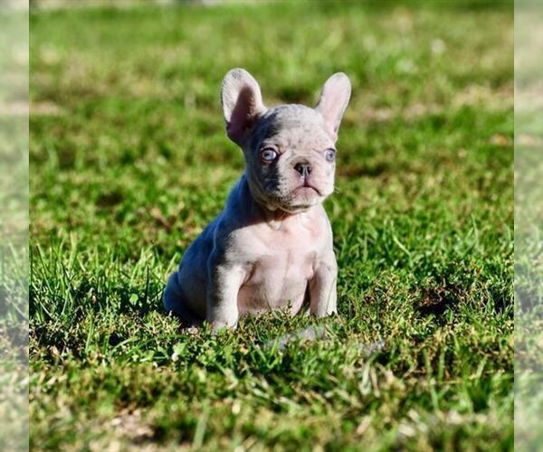 Medium Photo #17 French Bulldog Puppy For Sale in DACULA, GA, USA