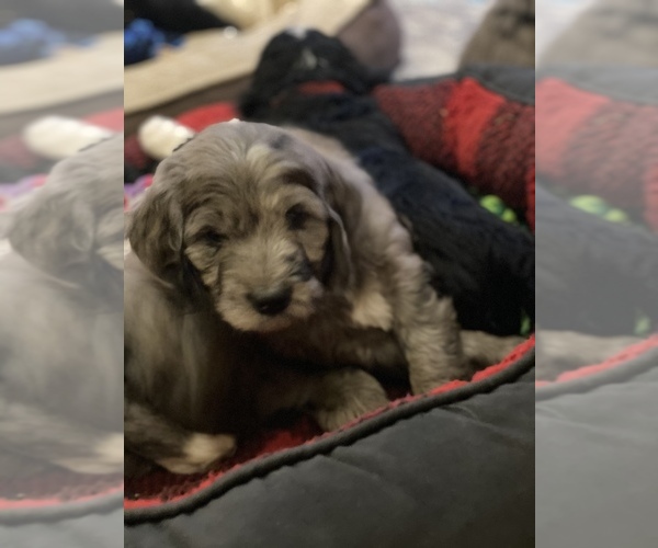 Medium Photo #14 Aussiedoodle-Poodle (Standard) Mix Puppy For Sale in COMMERCE, MI, USA