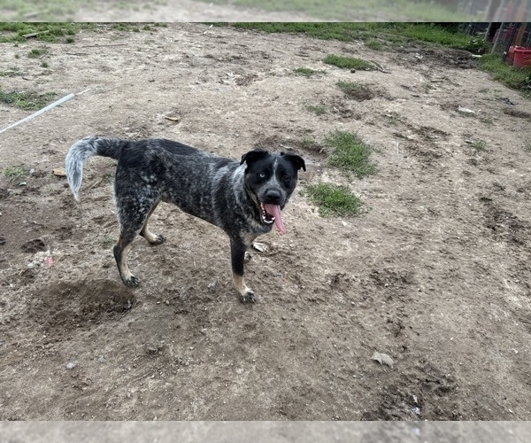 Medium Photo #2 Texas Heeler Puppy For Sale in RICHMOND, VA, USA