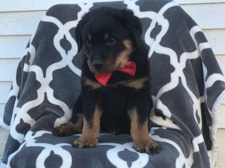 Rottweiler Puppy for sale in PEACH BOTTOM, PA, USA