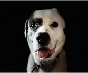 Anatolian Shepherd-Great Pyrenees Mix Dogs for adoption in Princeton, MN, USA