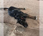 Small #20 American Pit Bull Terrier-German Shepherd Dog Mix