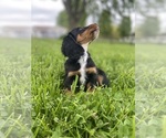 Small #2 Dachshund