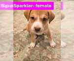 Small Labrador Retriever Mix