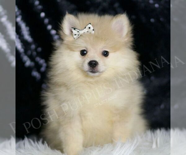 Medium Photo #3 Pomeranian Puppy For Sale in WARSAW, IN, USA