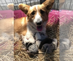 Mother of the Welsh Cardigan Corgi puppies born on 10/31/2022