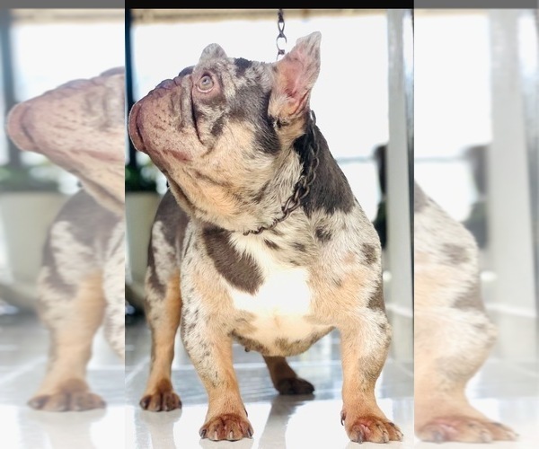Medium Photo #1 French Bulldog Puppy For Sale in REVERE, MA, USA