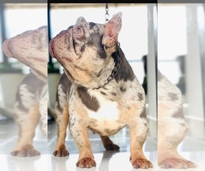 Father of the French Bulldog puppies born on 05/18/2025