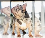 Small Photo #1 French Bulldog Puppy For Sale in REVERE, MA, USA