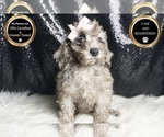 Small #5 Poodle (Miniature)