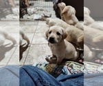 Small #3 Labrador Retriever