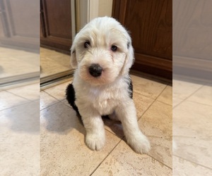 Old English Sheepdog Puppy for Sale in ACTON, California USA