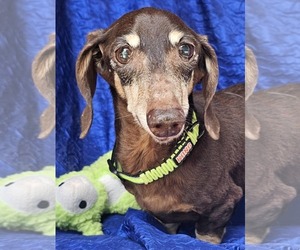 Dachshund Dogs for adoption in Cuba, NY, USA