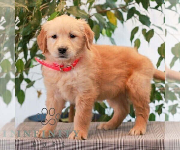 Medium Photo #4 Golden Retriever Puppy For Sale in LITITZ, PA, USA