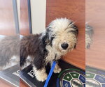 Small #6 Bernedoodle