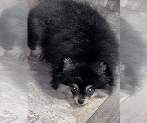Pomeranian Puppy for Sale in LYNNWOOD, Washington USA