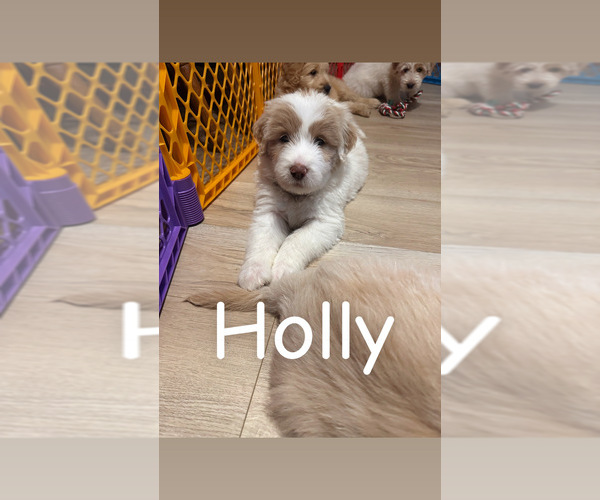 Medium Photo #7 Pyredoodle Puppy For Sale in MINSTER, OH, USA