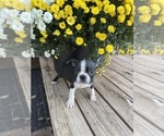Small #3 Boston Terrier