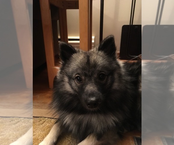 Medium Photo #1 Keeshond Puppy For Sale in CLAREMONT, NH, USA