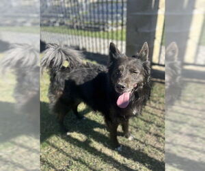 Australian Shepherd Dogs for adoption in Riverside, CA, USA