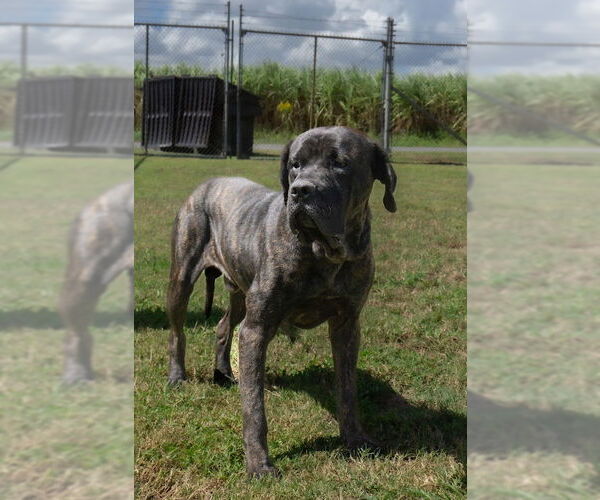 Medium Photo #4 Mutt Puppy For Sale in Abbeville, LA, USA