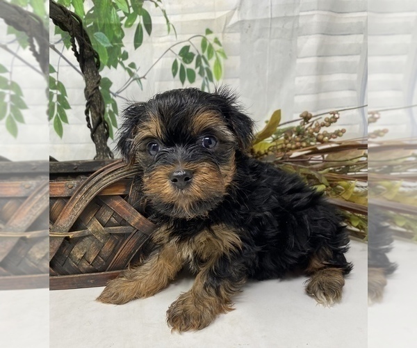 Medium Photo #8 Shorkie Tzu Puppy For Sale in SELLERSBURG, IN, USA