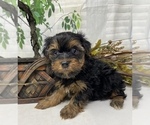 Small #7 Shorkie Tzu