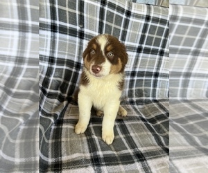 Medium Australian Shepherd